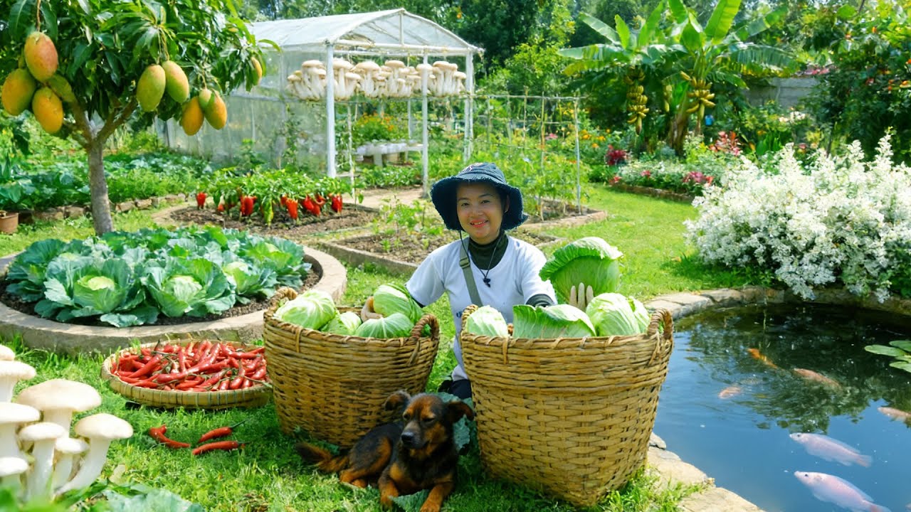 Harvesting: Cabbage, Chili Peppers, Mushrooms, Mangoes, Flowers, Fish To Sell at the Market, Farming