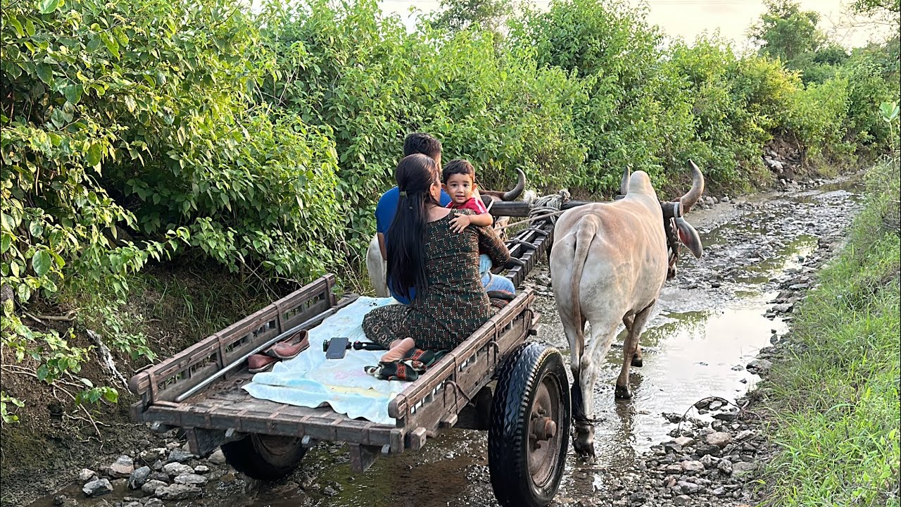 Makdi bhura ke saath belgadi ride start ho gae ajj se #bailgada