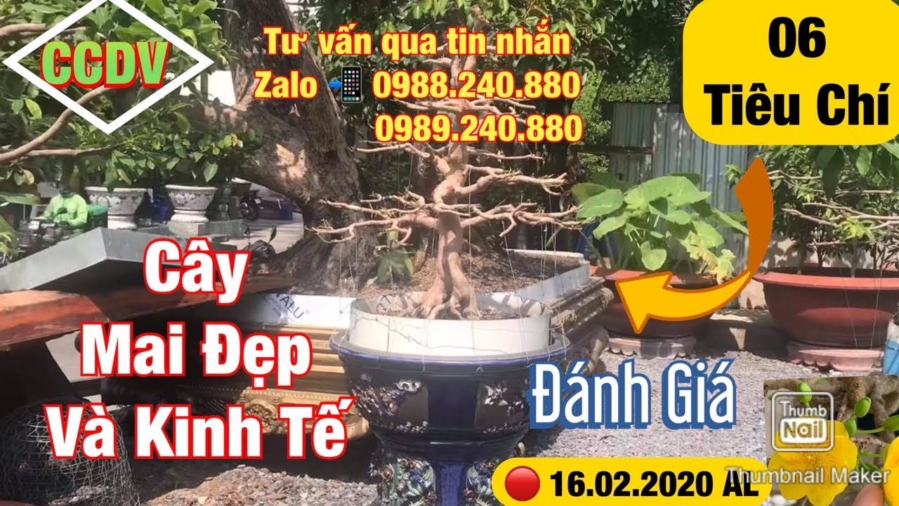 🔴 CCDV # 034: Cách Chọn Cây Mai Vàng Đẹp Và Giá Tri Kinh Tế Trong Tương Lai ||CCDV. 09.03.2020
