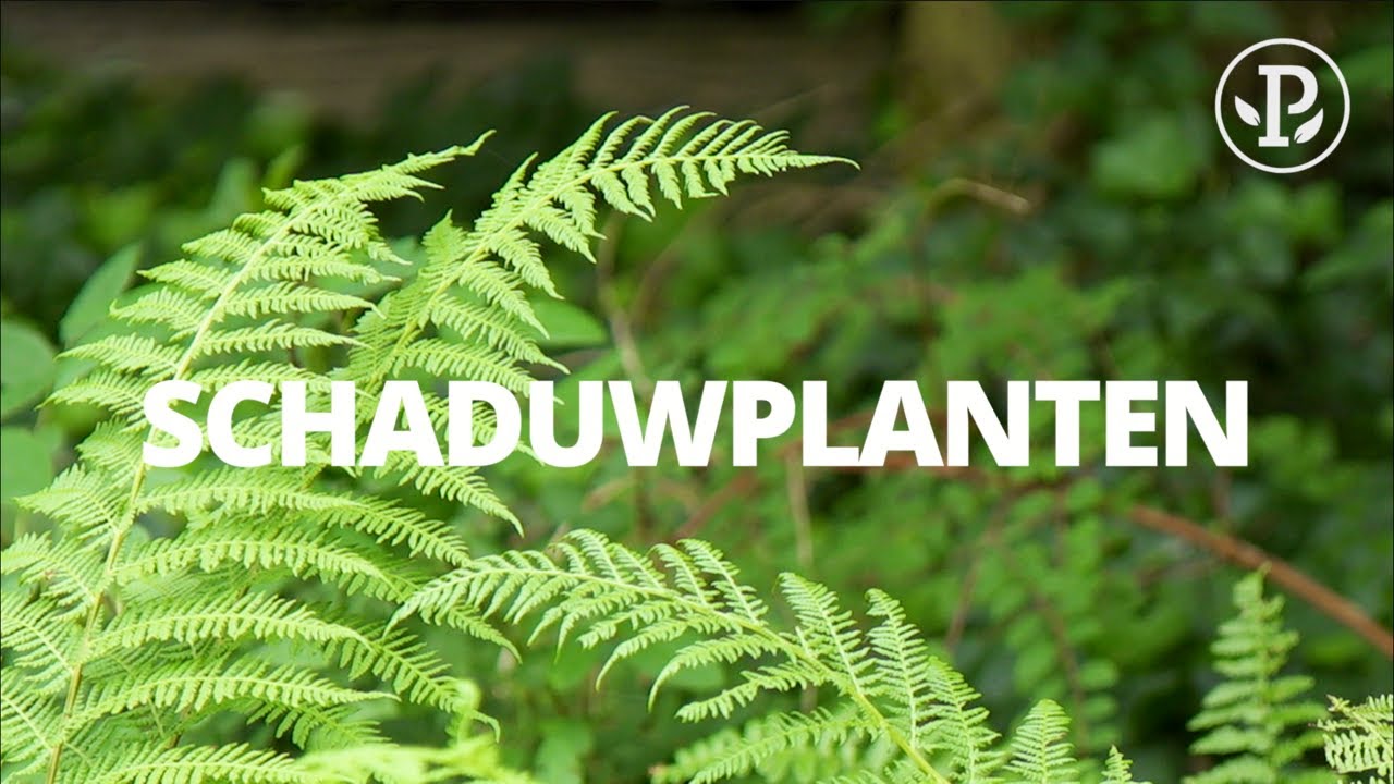 SCHADUWPLANTEN