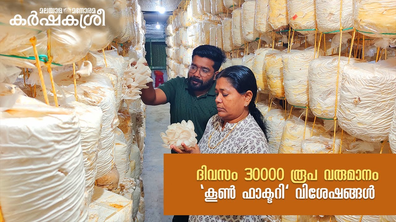 കൂൺകൃഷി എങ്ങനെ ആദായകരമാക്കാം, പാഠമാകാൻ കൂൺ ഫാക്ടറി | Karshakasree #Mushroom Farming