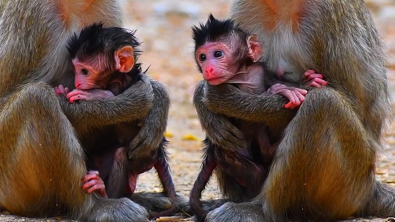 Adorable Tiny Mommy Monkey Wildlife Trying To Hug Baby Best