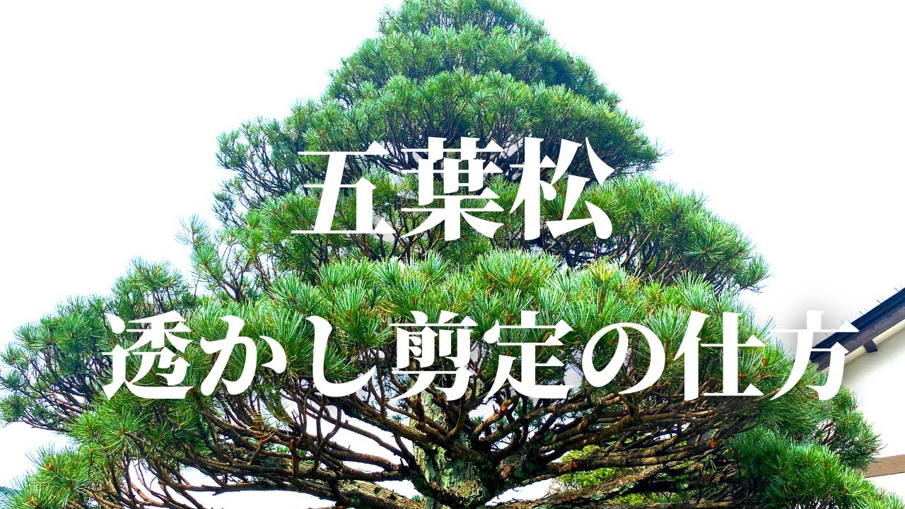 【五葉松の剪定 #1】五葉松を粗めに透かし剪定をしてみました