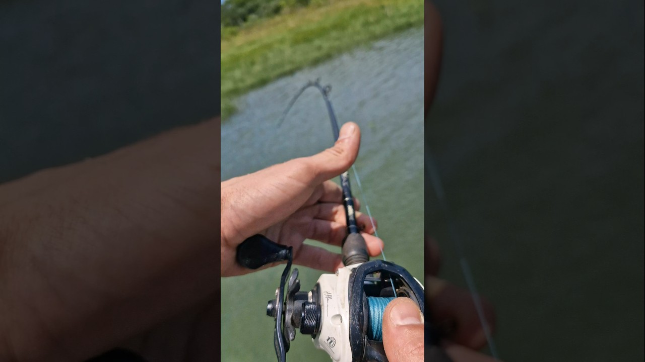Pescaria de Pacu (Piaractus mesopotamicus) - Represa capivara - Norte do Paraná