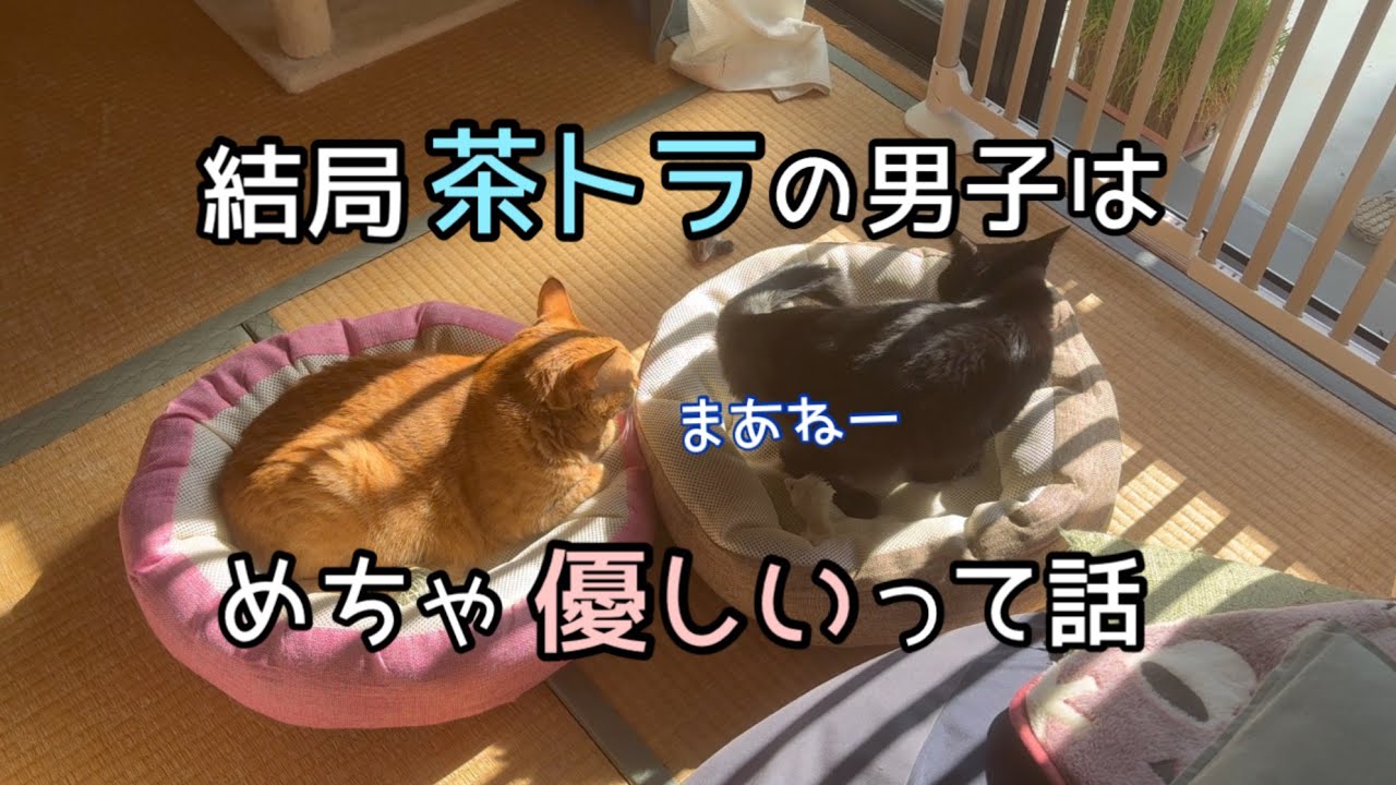 うちの茶トラ男子はほんとに優しい。いつも新入りに気を使ってくれています。