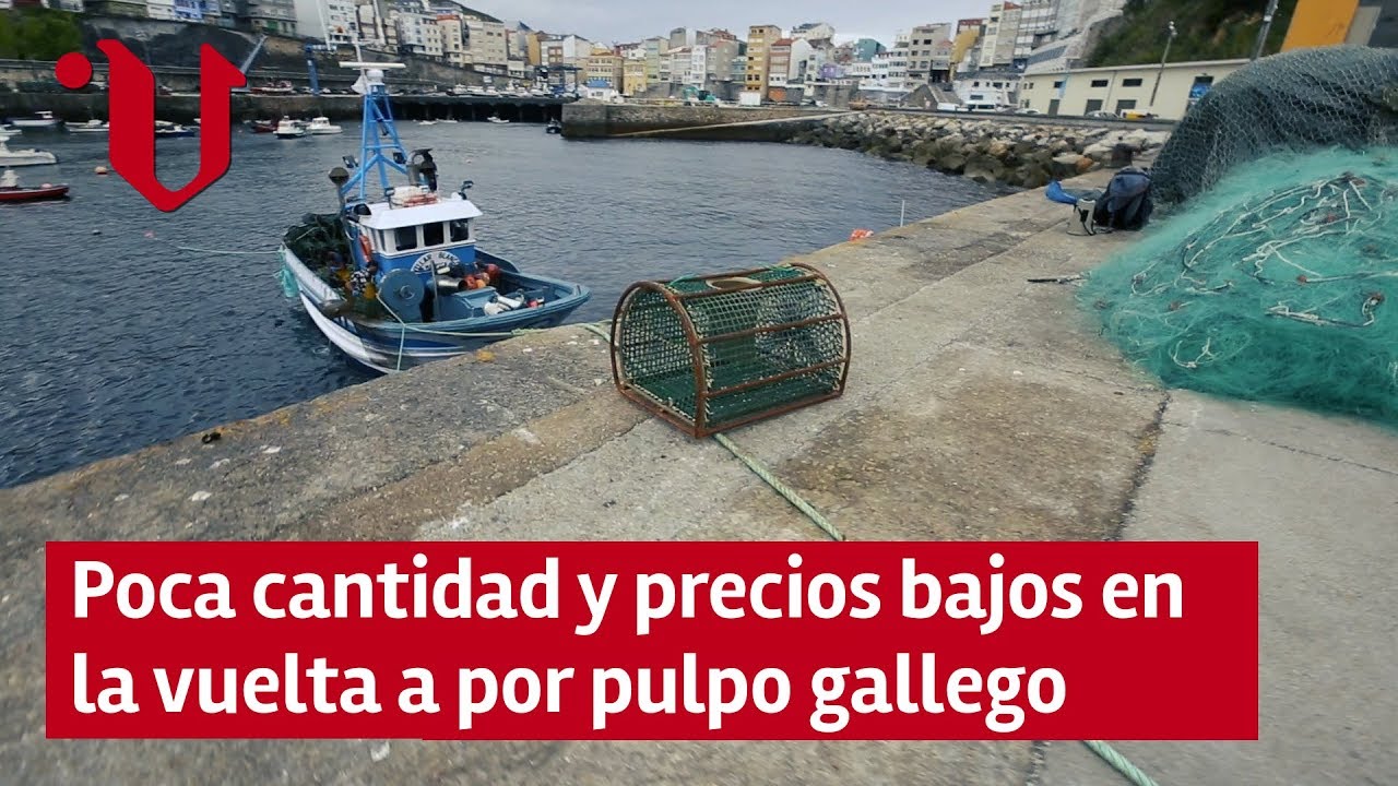 Poca cantidad y precios bajos en la vuelta a por pulpo gallego