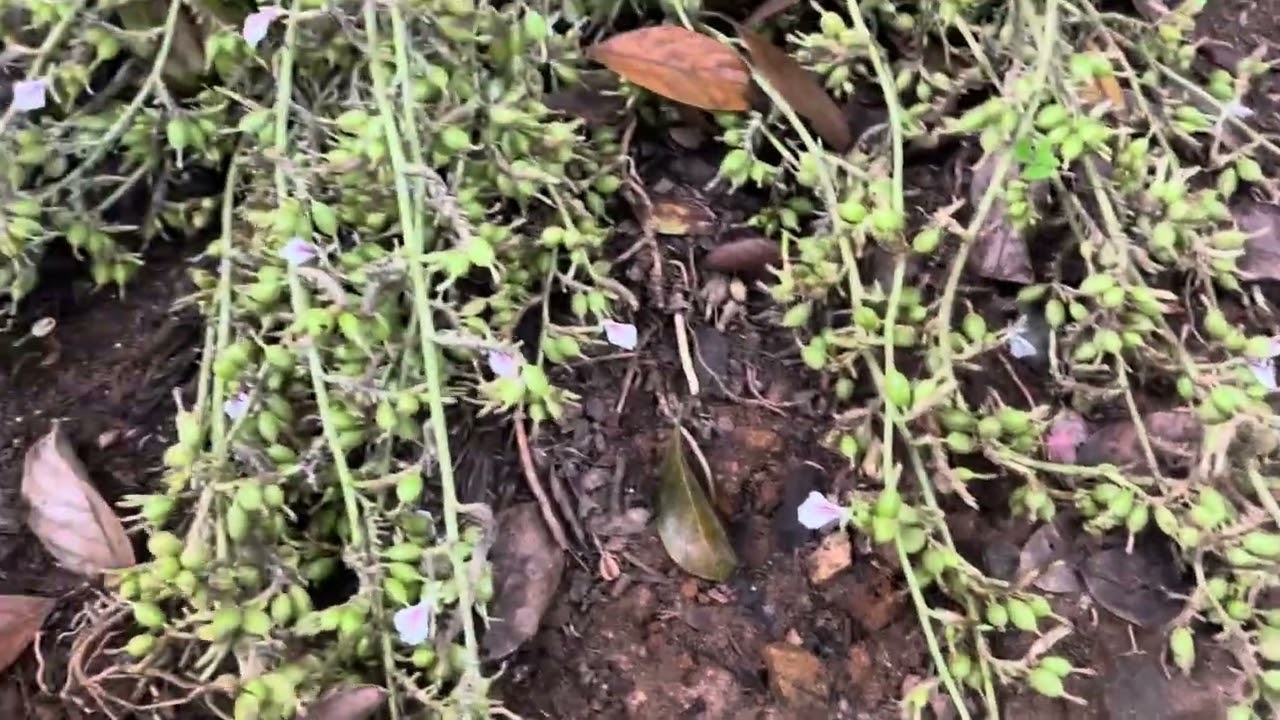 Yielding stages of cardamom  variety kaniparamban
