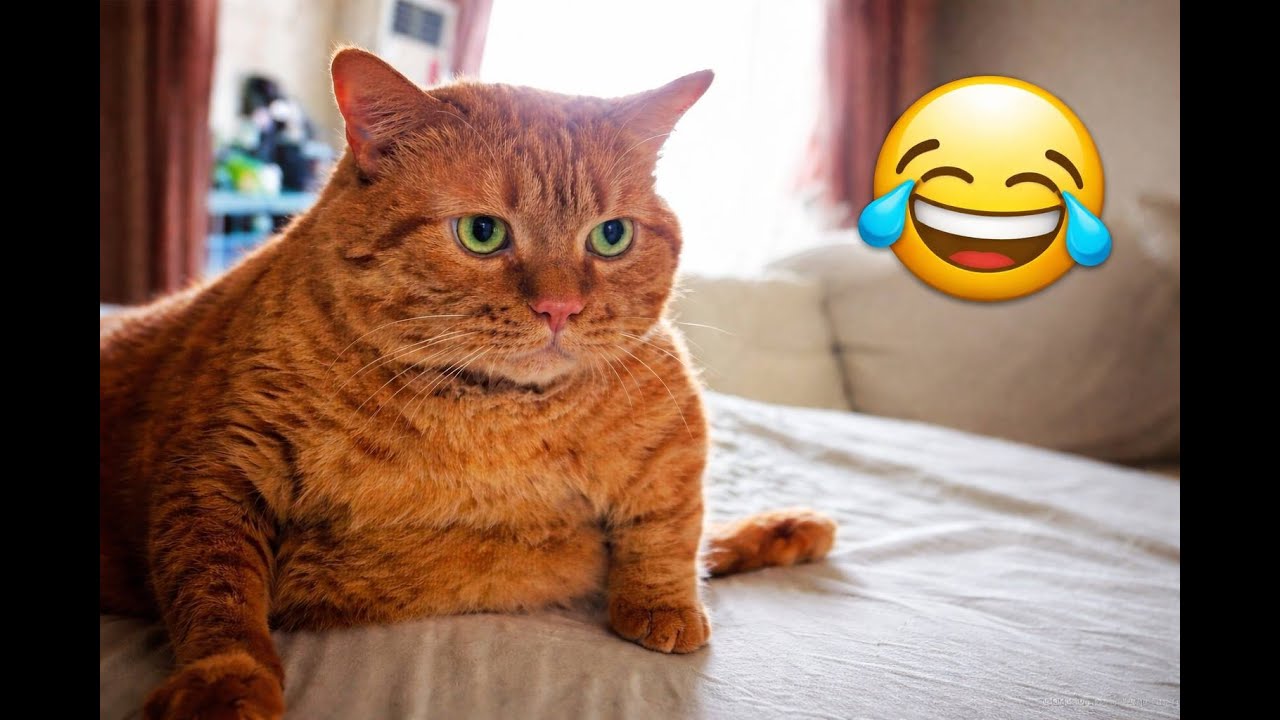 Cats Being Weird for 5 Minutes