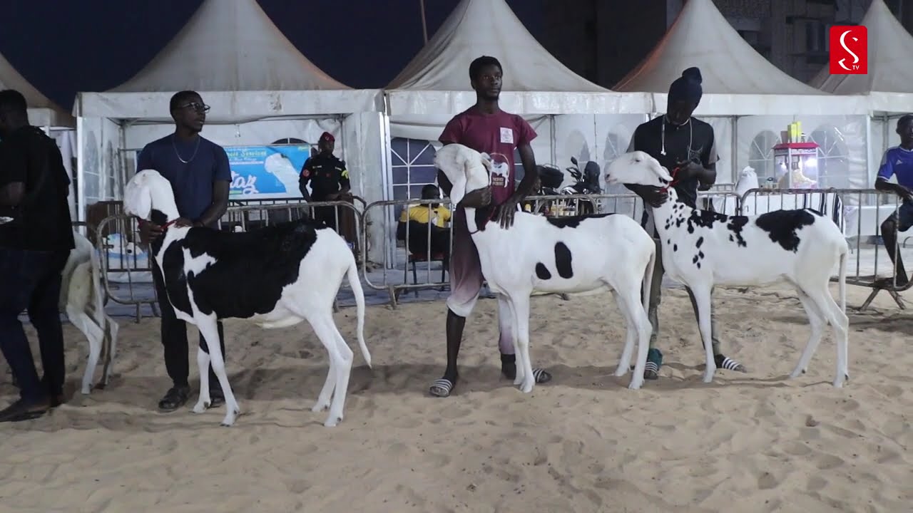 RESUME - PRESENTATION DES FEMELLES ESPOIRES , MALS ESPOIRS (1ere EDITION FOIRE SAMA GOKH )