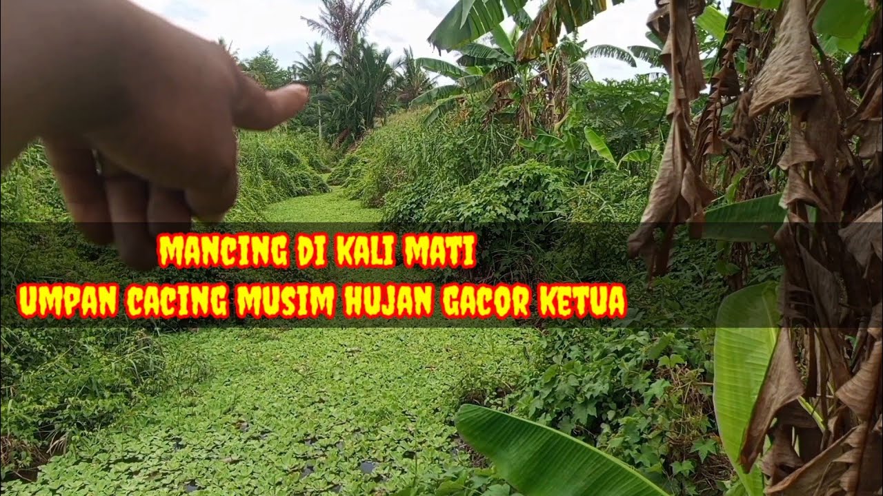 Mancing di kali mati umpan cacing musim hujan tetap gacor ketua @fishing_1990