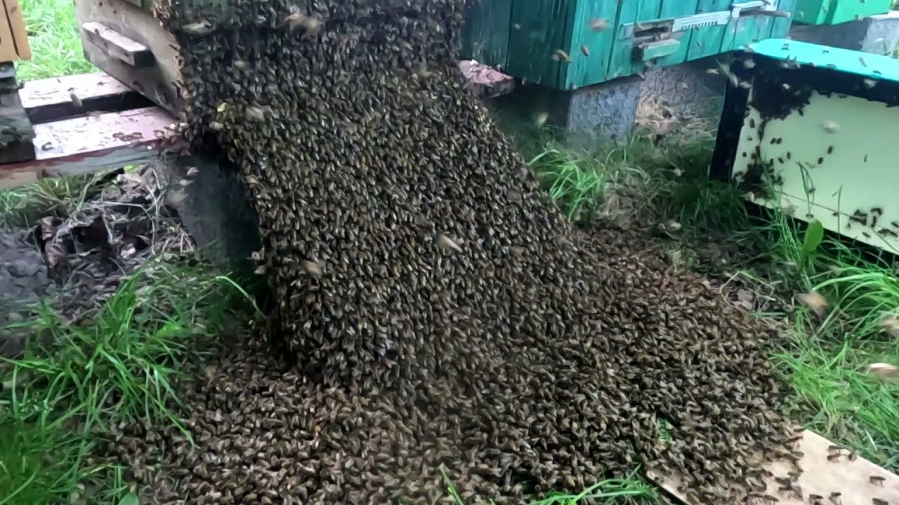 Porój  z młodą matką!  Drugi rój z tego samego ula! Miodobranie z bonusami!
