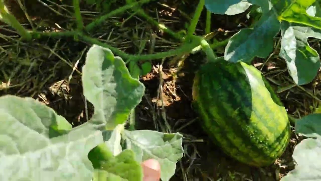 Как каждый раз получать огромный сладкий арбуз (обновление информации о маниоке)