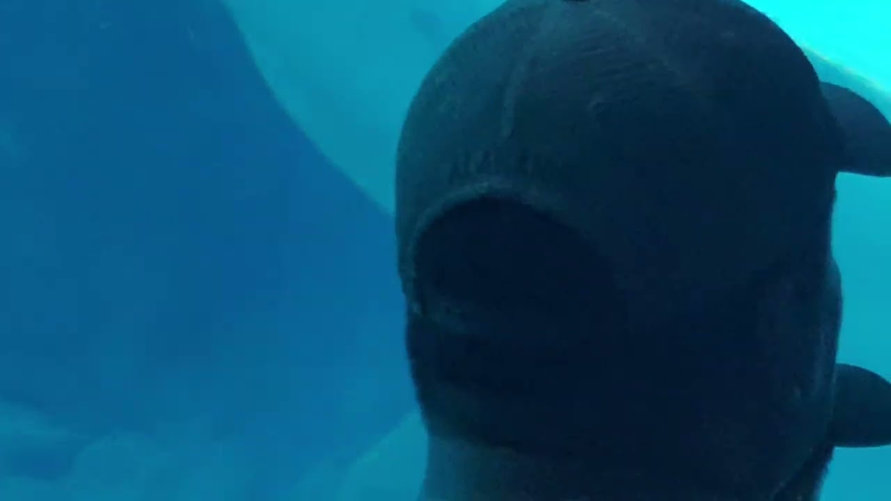 Georgia Aquarium 2023 :)