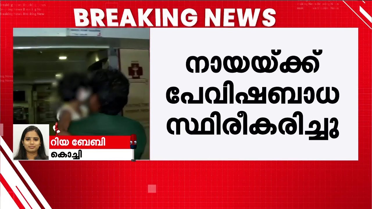 കുട്ടിയുടെ ചെവി തെരുവ് നായ കടിച്ചെടുത്ത സംഭവം: നായയ്ക്ക് പേവിഷ ബാധ സ്ഥിരീകരിച്ചു | Stray Dog | Kochi
