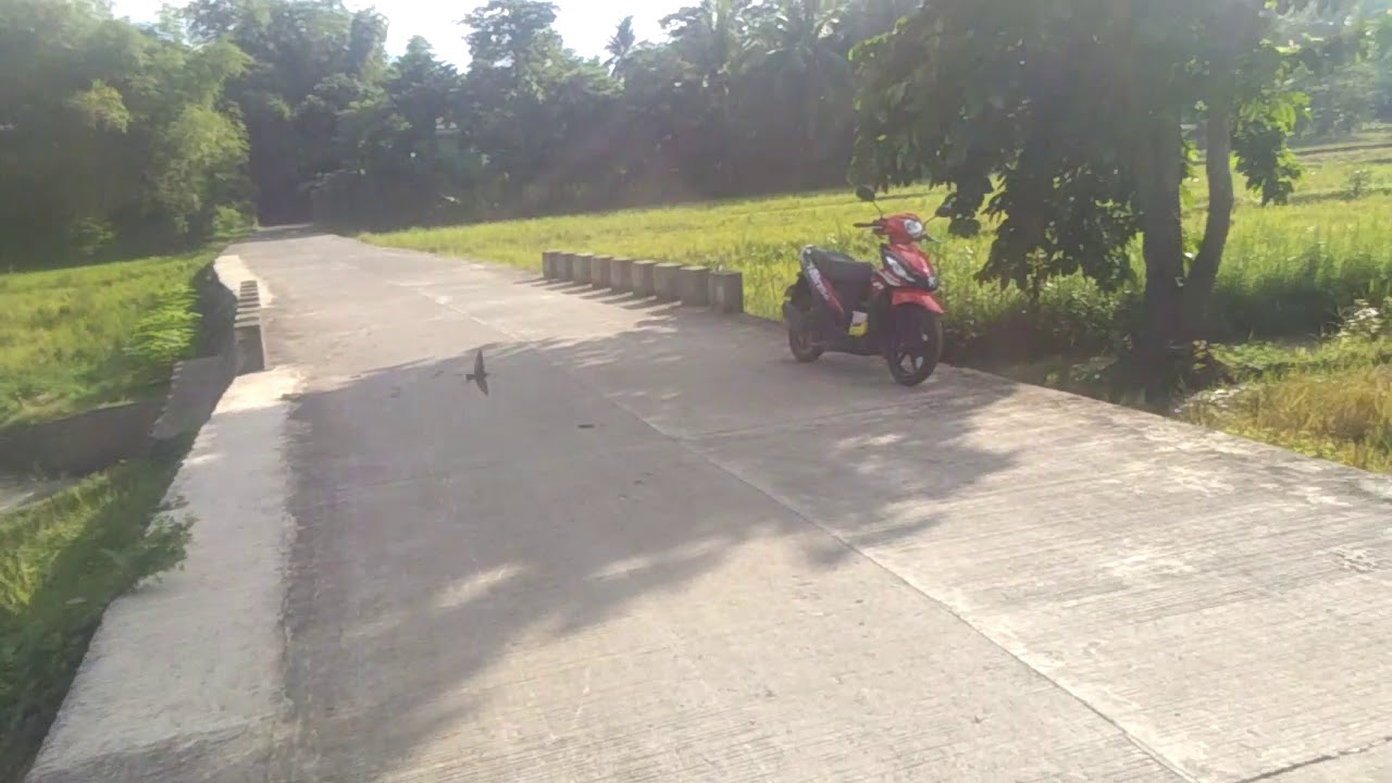 Pacific swallow free flight first in the philippines