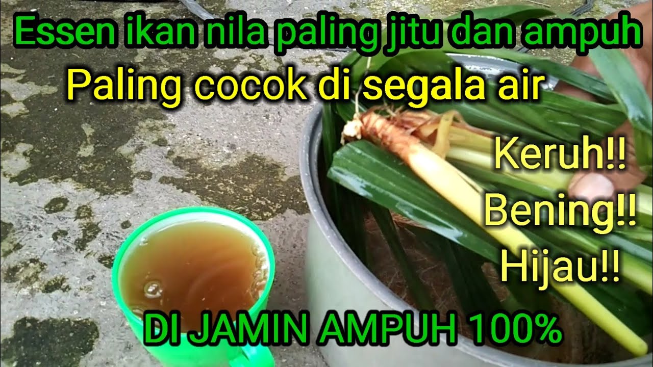 Cara membuat essen ikan nila liar || paling jitu dan paling ampuh 100%@harinyamancing7838