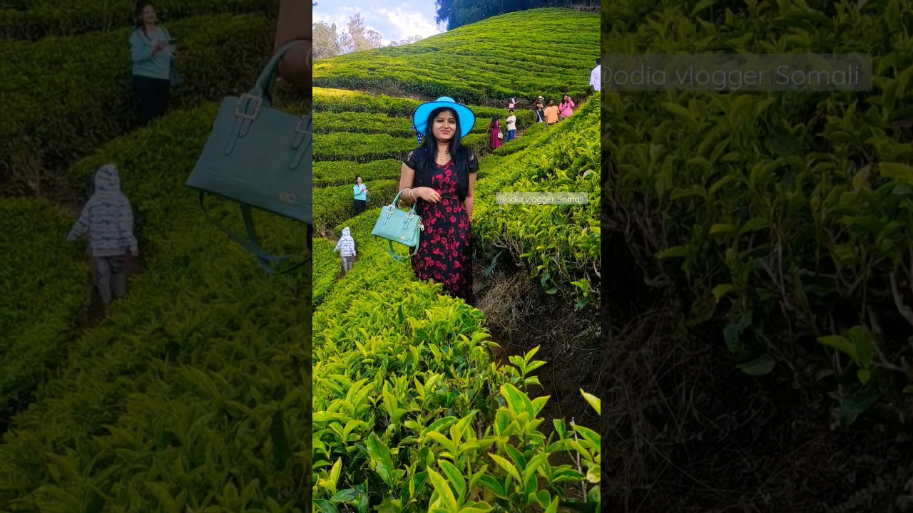 ishqam full song#ooty #teagarden #shortsfeed #viralsong #shorts ..