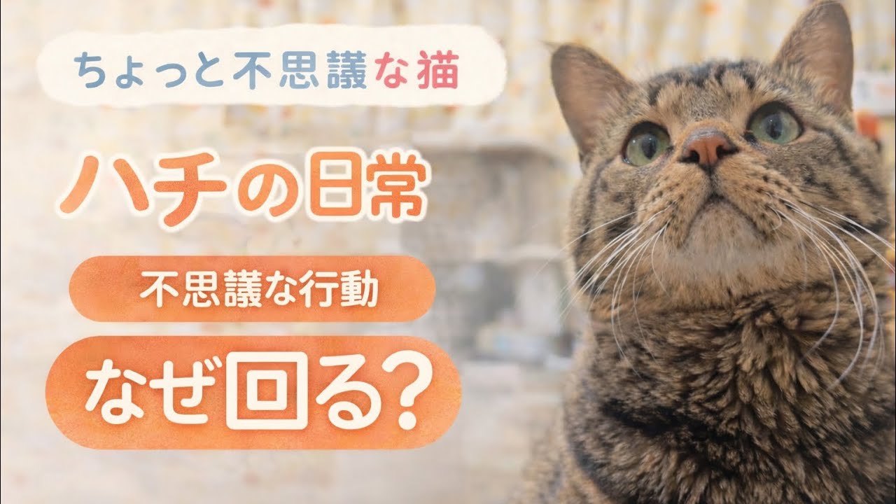 ちょっと不思議な猫　ハチの行動『なぜ回る？』