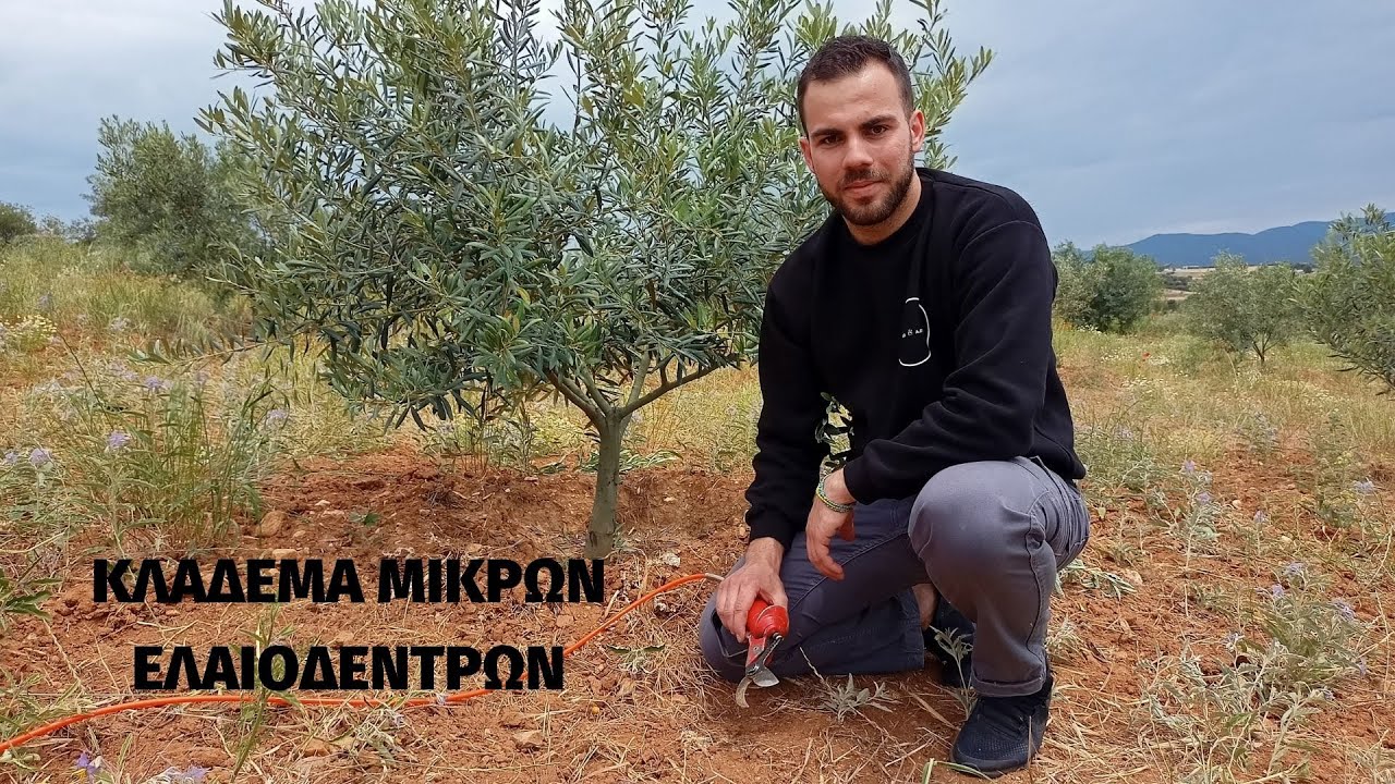 Κλάδεμα ελιάς