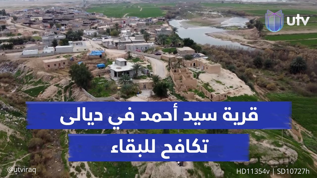 قرية سيد أحمد في ديالى تكافح للبقاء.. الجواميس رأس مالها.. وحليبها وألبانها تغذي أسواق العراق