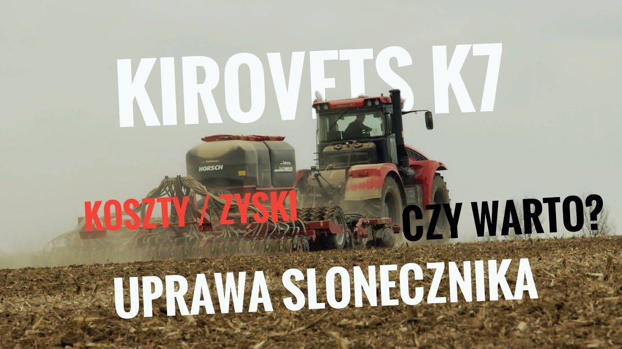 Kirovets K7 uprawa SŁONECZNIKA. Koszty/ zyski czy warto ?