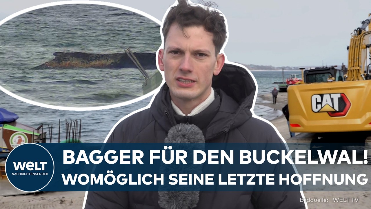 TIER-DRAMA AM TIMMENDORFER STRAND: Letzte Chance f&uuml;r den Wal? Bagger soll den Buckelwal befreien