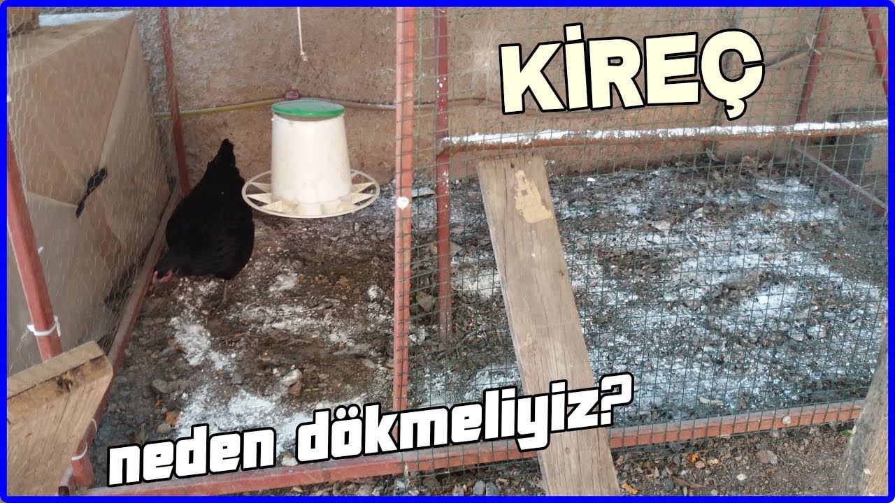 Kümeslere Kireç Dökmenin Tavuklara Faydaları.