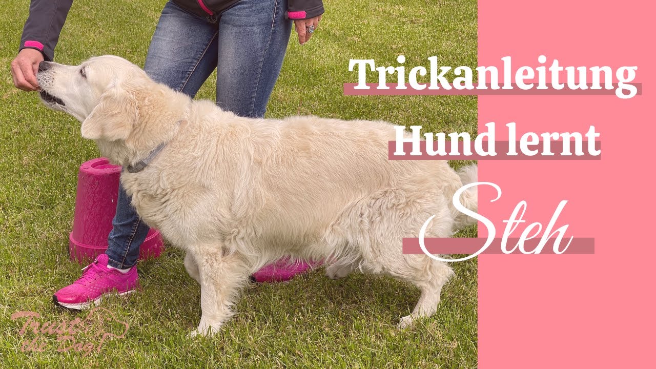 ➡️ Tutorial STEH | Dem Hund STEH beibringen