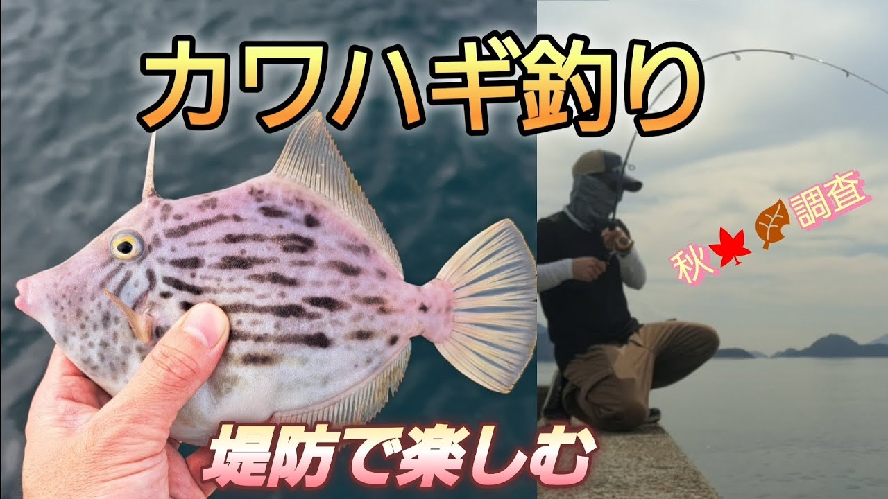 【カワハギ釣り】堤防で秋のカワハギ調査