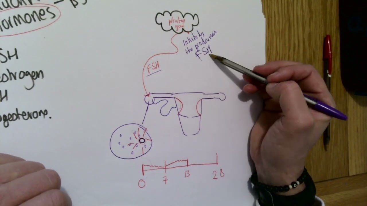 B5 Reproductive hormones