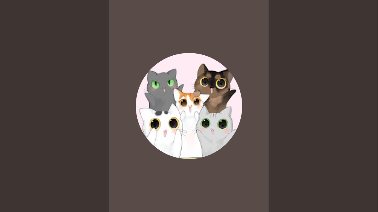 8/17 ゲリラお昼猫配信🐱