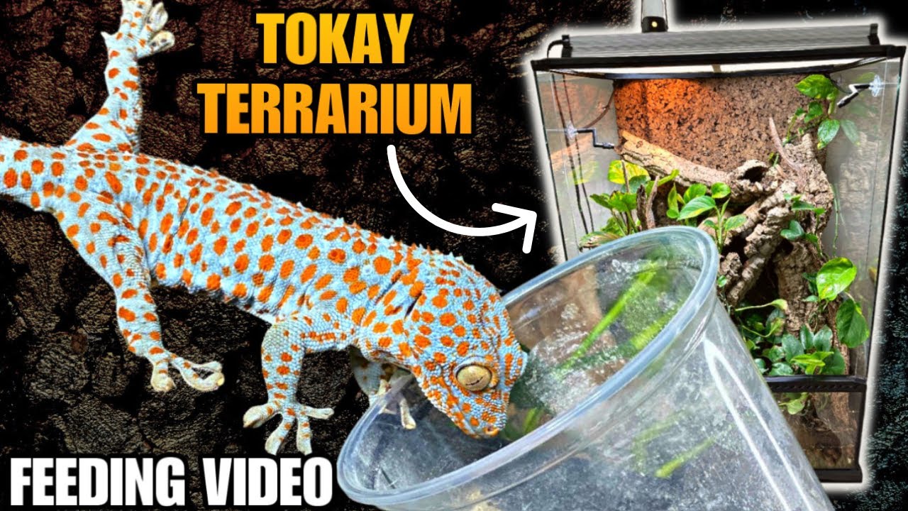 FEEDING ALL MY TOKAY GECKOS + UPGRADED TERRARIUM UPDATE!