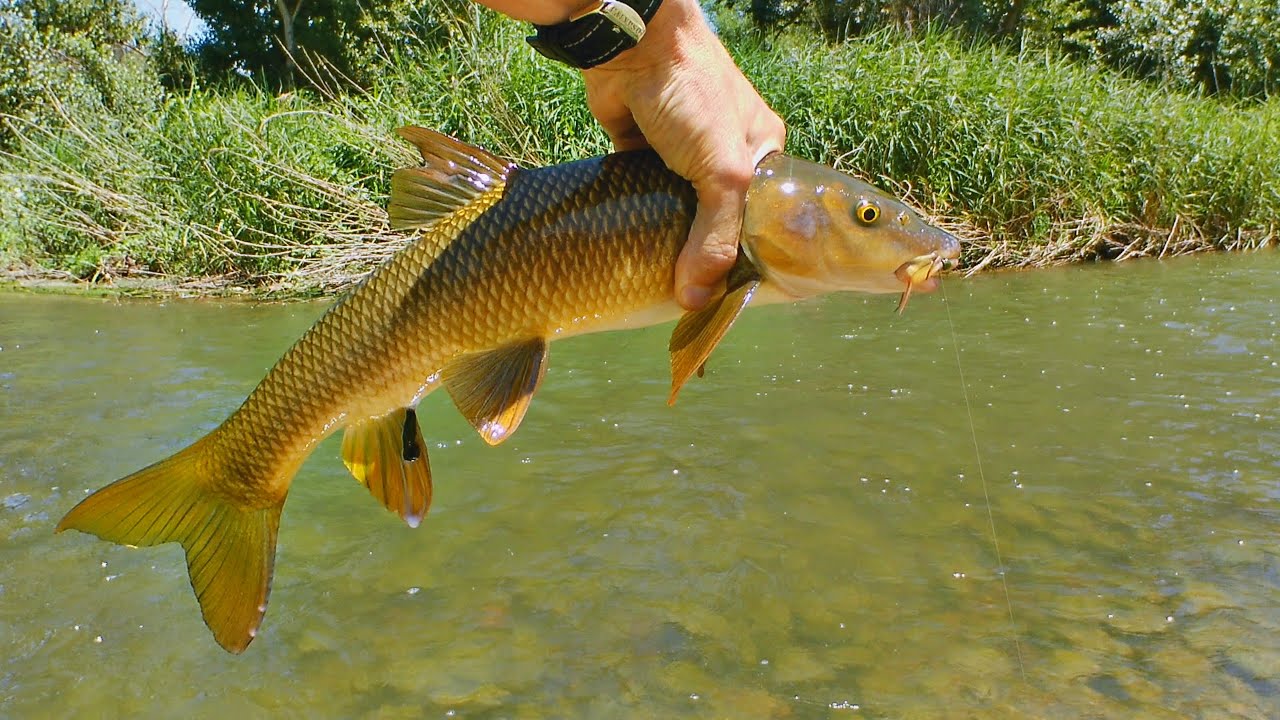 Протока реки Харама. Счёт 2:1 в пользу усачей. Подвели крючки с лопаточкой