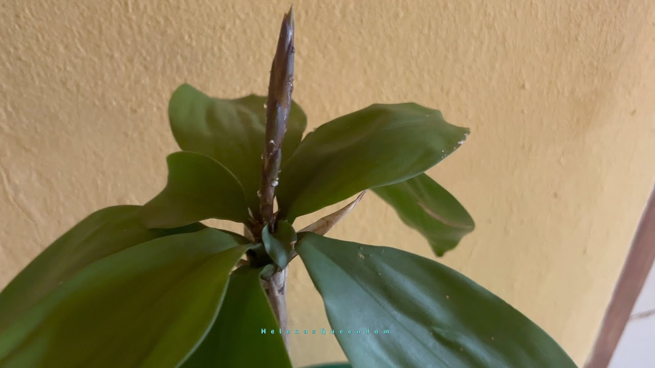 THE BEGINNING OF MY INDOOR PLANTS IN  LIBERIA | LIBERIA 2022 | HelenasQueendom
