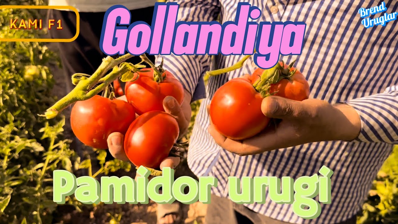 Gollandiyaning pamidor uruglari Kami f1 Lojain f1 Platinum f1 Tanya f1 va boshqa turlari xam bor