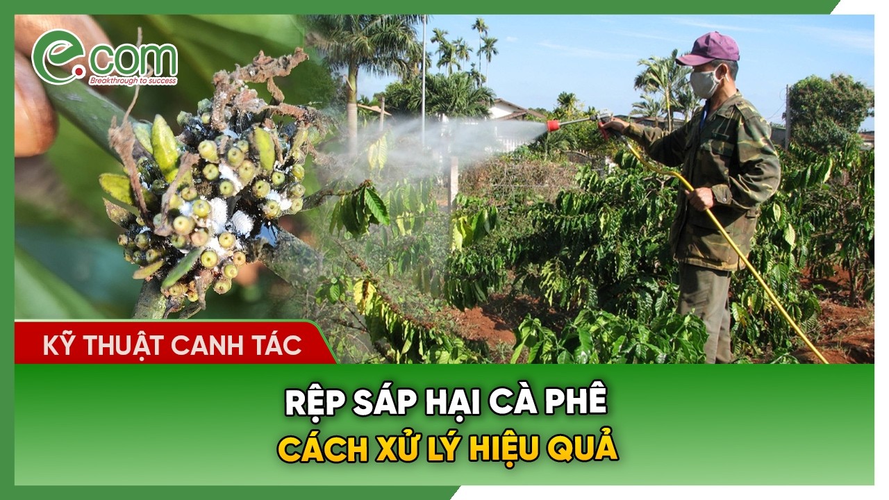 Rệp Sáp Hại Cà Phê - Cách Xử Lý Hiệu Quả 90%