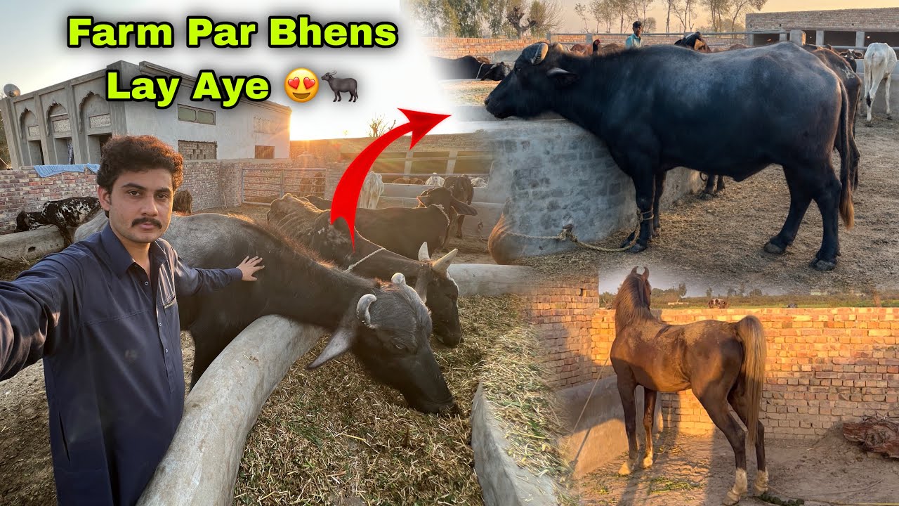 Finally Farm Par Bhens Lay Aye || Neli Ki Mashor Bhens 🐃😍 || Kitny Ki Mili?