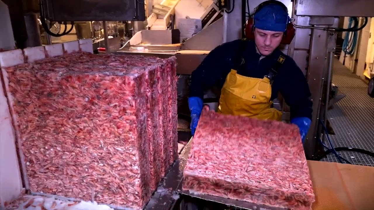 Shrimping Barents Sea