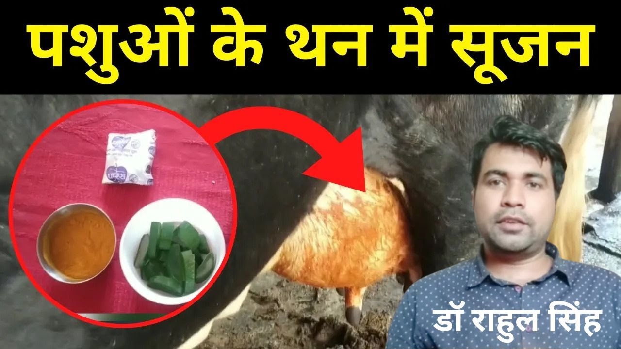 पशुओं के थन में सूजन का 100 % No.1 देशी इलाज | Udder swelling problem in cattle | Krishi Network