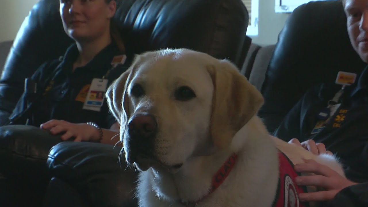 Meet Clayton, M Health Fairview's therapy dog for EMS workers