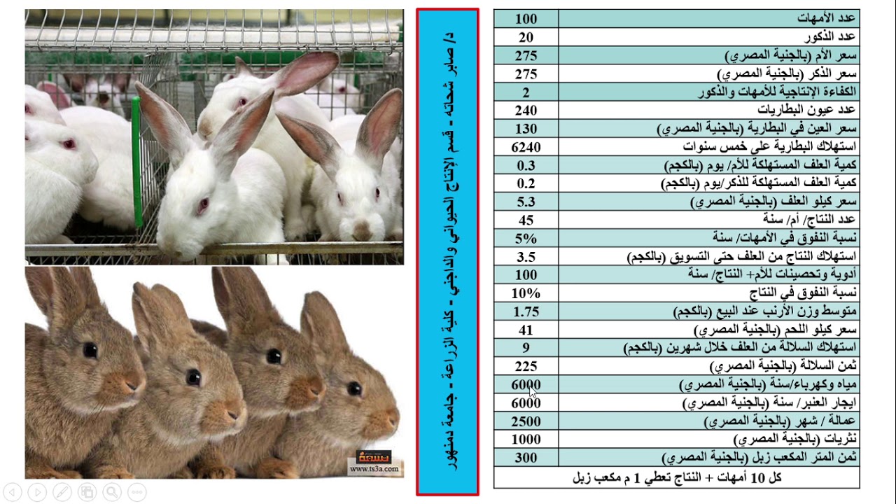 دراسة جدوى لـ 100 أم أرانب (4)