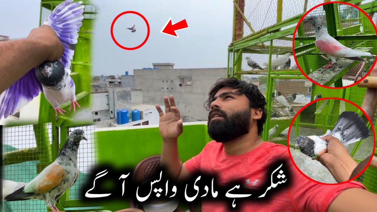 Bari Taddy Madi Wapis A Gai 😅🙏🏽