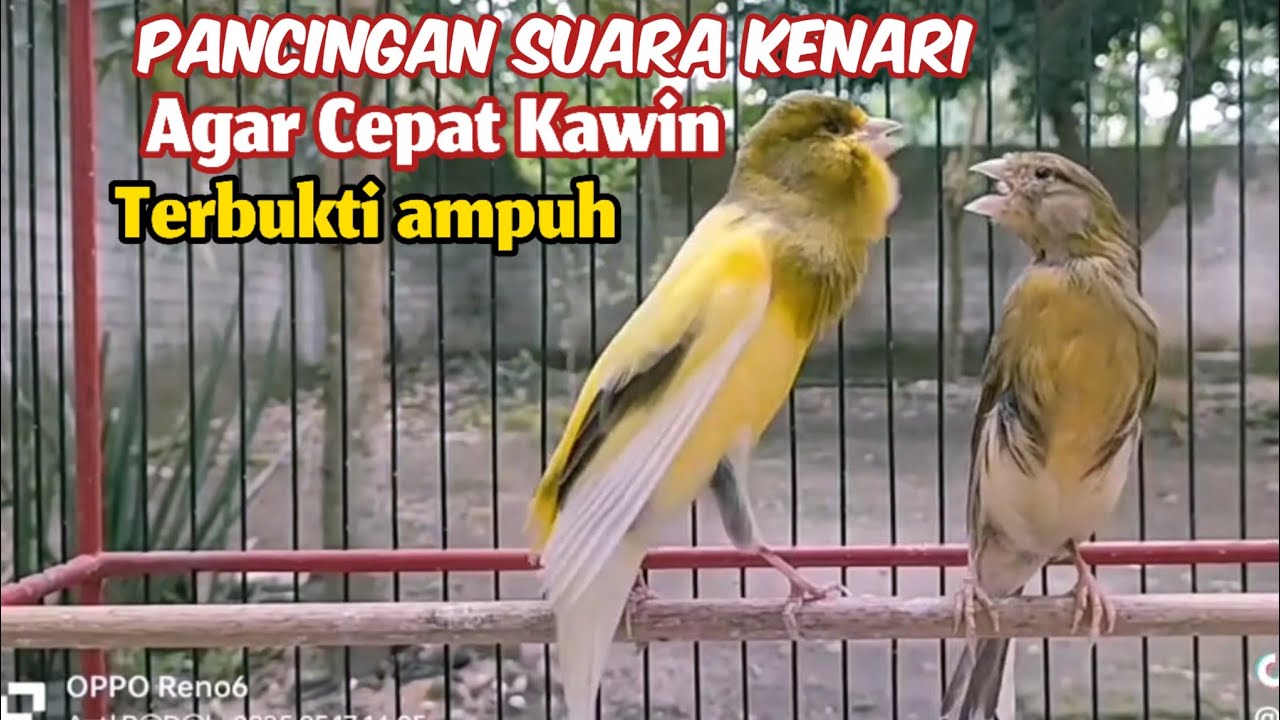 Suara Pancingan Kenari Agar Cepat Kawin Sudah Terbukti Ampuh Dijamin Kenari Langsung CUS