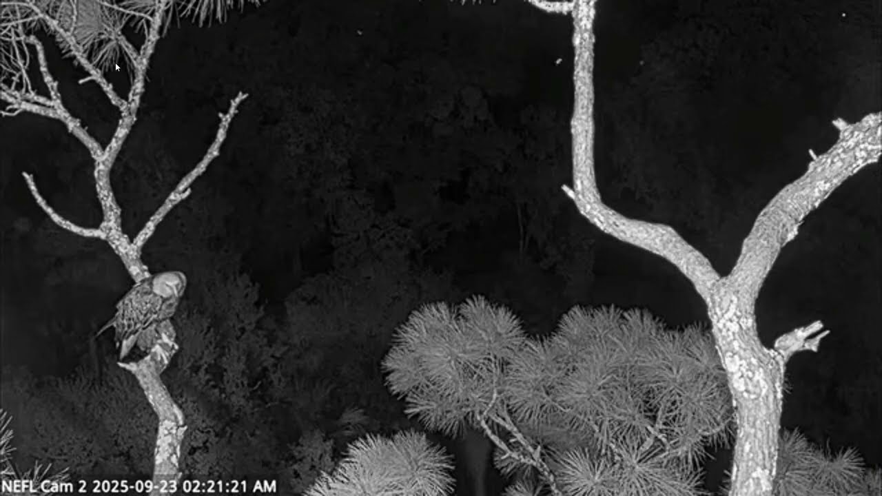 Eagles vs Owls: Midnight Mayhem in the Pines Caught on  Cam