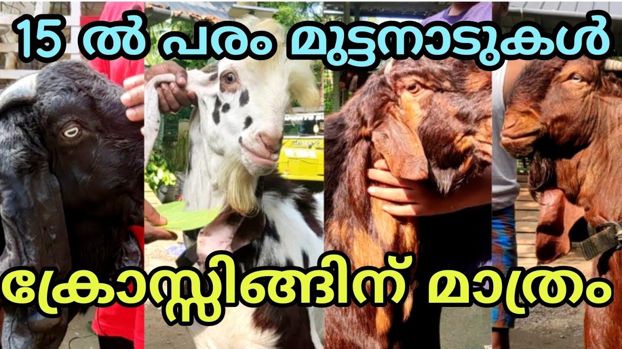 ഹൈബ്രീഡ് മുട്ടൻ ആടുകൾ ക്രോസ്സിങ്ങിനായി മാത്രം വളർത്തുന്ന zabeel goat farm malappuram tirur