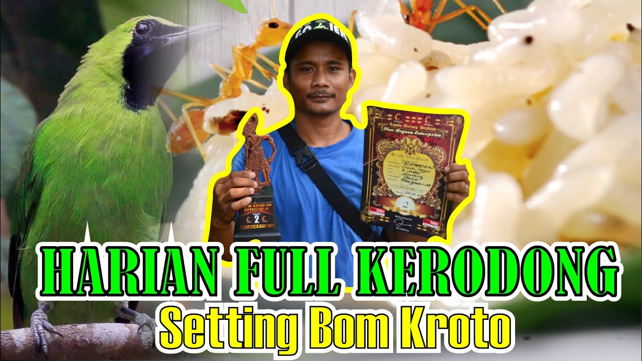 SIMAK !!! CUCAK IJO HARIAN FULL KERODONG SETTINGAN BOM KROTO GRONTOL - CUCAK IJO KERODONG By HoBi ID