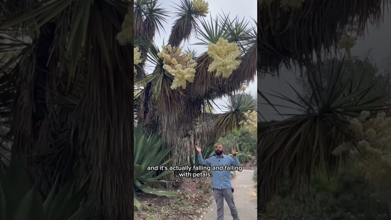 Yucca Blooming in the Desert Garden