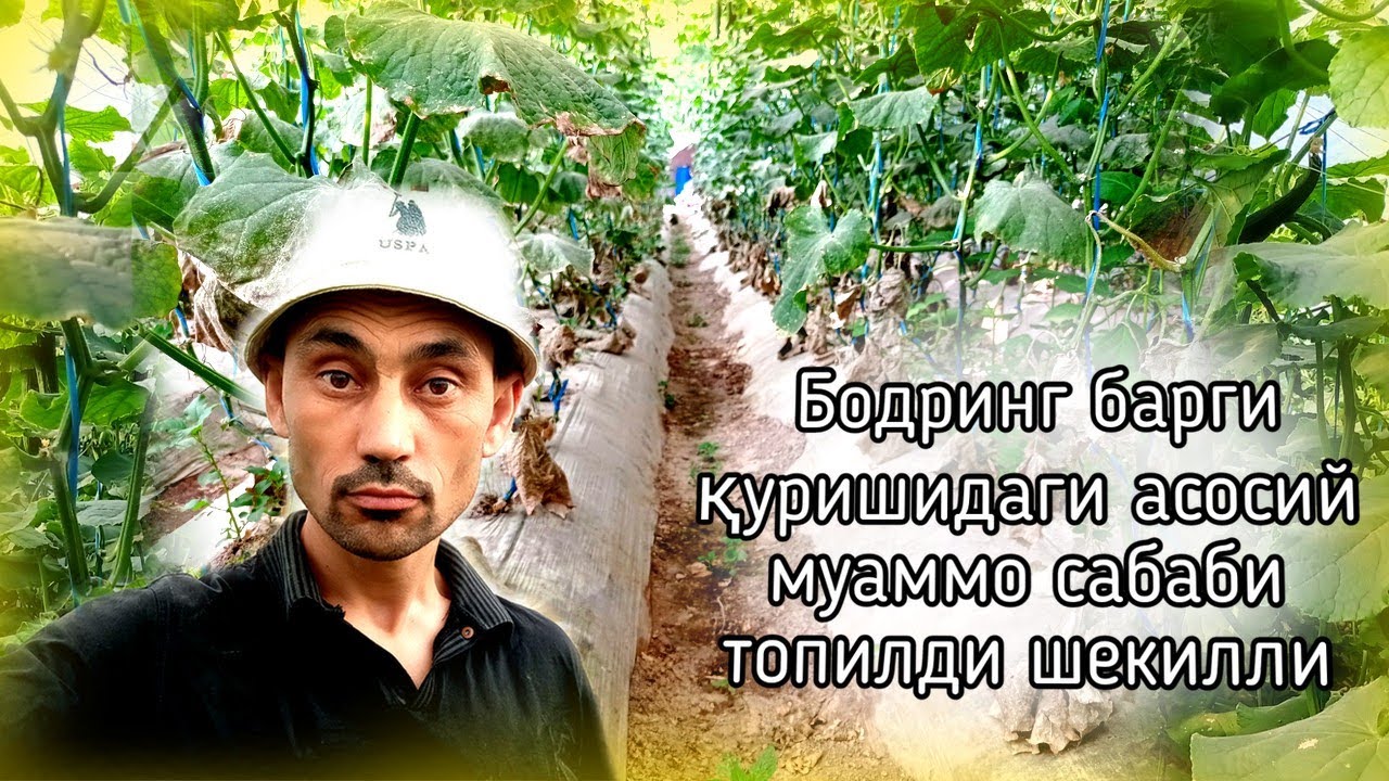 Бодринг барги қуришидаги асосий муаммо сабаби топилди шекилли
