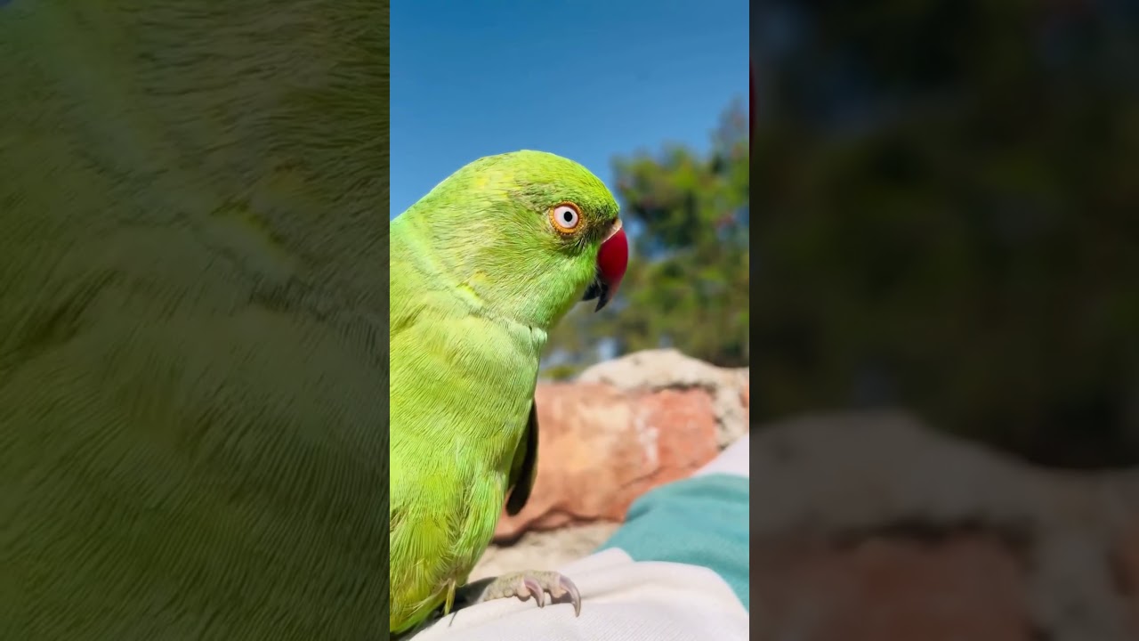 Ringneck Parrot Ki Cute Aawaz 😍🦜 Talking Parrot