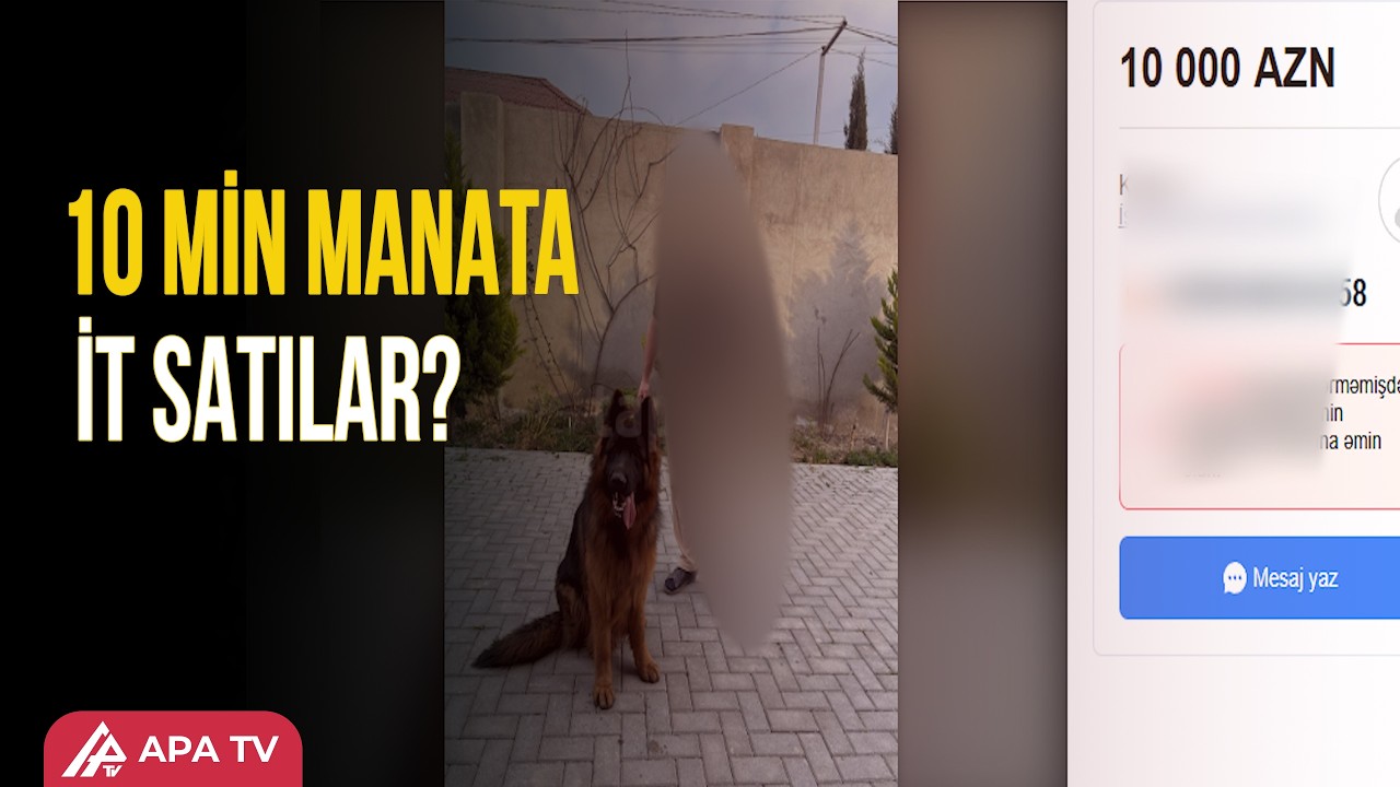 Sumqayıtda 10 min manata it satılır – QİYMƏT ŞİŞİRDİLİB? | APA TV